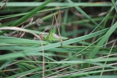 Sepiana sepium