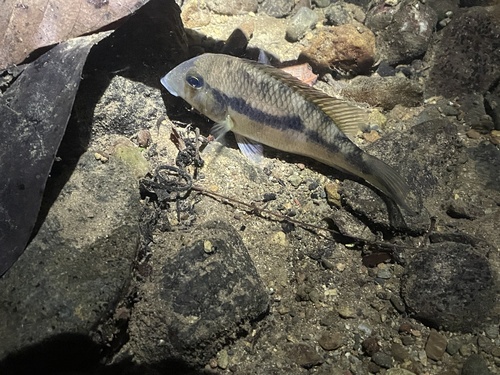 Panamanian eartheater (Geophagus crassilabris) — Cichlidae