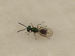 Miscogaster