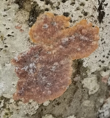 Phlebia rufa