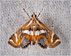 Margarosticha sphenotis