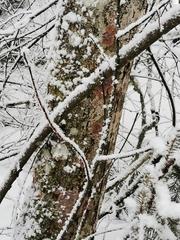 Phlebia rufa