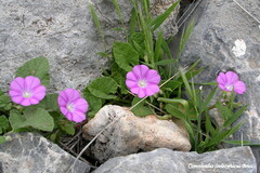 Convolvulus coelesyriacus