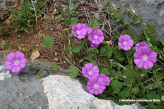 Convolvulus coelesyriacus