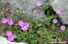 Convolvulus coelesyriacus