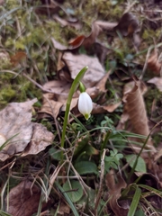 Leucojum vernum
