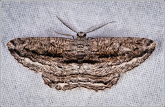 Scioglyptis canescaria