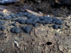 Hypoxylaceae