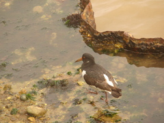 Haematopus ostralegus