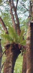 Dryopteris wallichiana