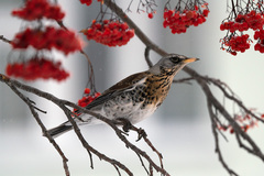 Turdus pilaris