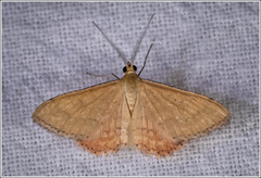 Scopula rubraria