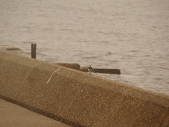 Motacilla alba yarrellii