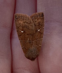 Eupsilia vinulenta