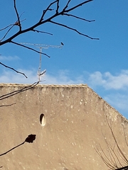 Phoenicurus ochruros