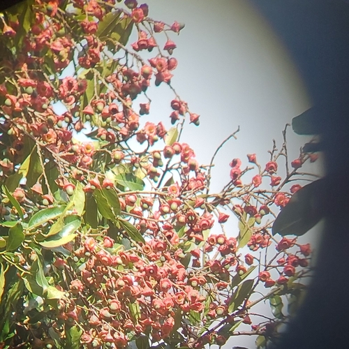 Licaria triandra image