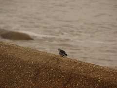 Motacilla alba yarrellii
