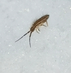 Orchesella flavescens