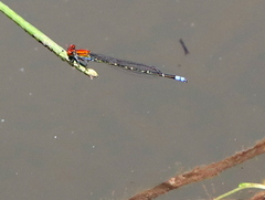 Pseudagrion massaicum