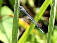 Pseudagrion draconis