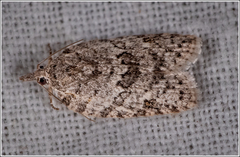 Isotenes miserana