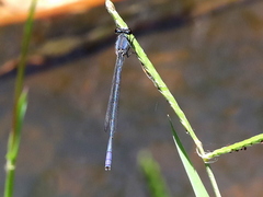 Pseudagrion draconis