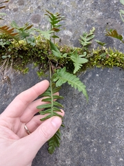 Polypodium