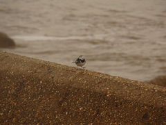 Motacilla alba yarrellii