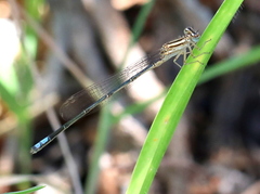 Pseudagrion kersteni
