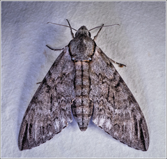 Psilogramma casuarinae