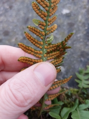 Polypodium