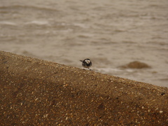 Motacilla alba yarrellii