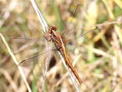 Orthetrum caffrum