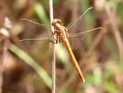 Orthetrum caffrum