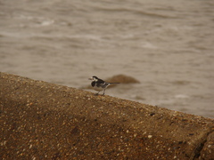 Motacilla alba yarrellii