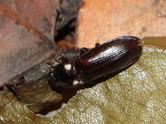 Phanophorus perspicax