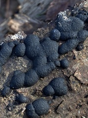 Hypoxylaceae