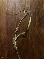 Carex scabrata