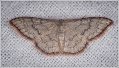 Idaea coercita