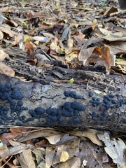 Hypoxylaceae