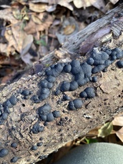 Hypoxylaceae