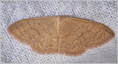 Idaea