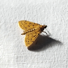 Conogethes punctiferalis