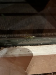 Conocephalus semivittatus
