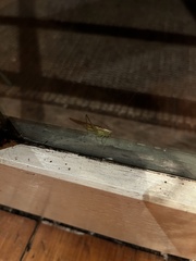 Conocephalus semivittatus