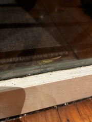 Conocephalus semivittatus