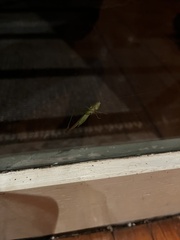Conocephalus semivittatus