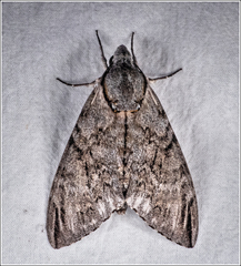 Psilogramma casuarinae