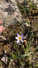Romulea bulbocodium