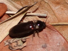 Phanophorus perspicax